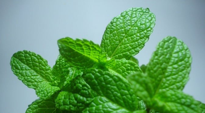 Mint is fresh. So is version 1.15.2!