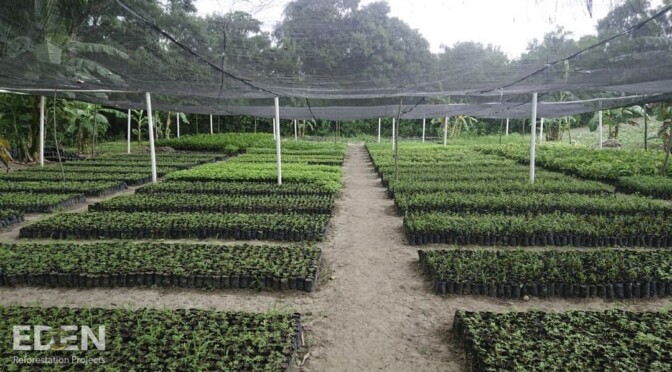 a patch of young trees